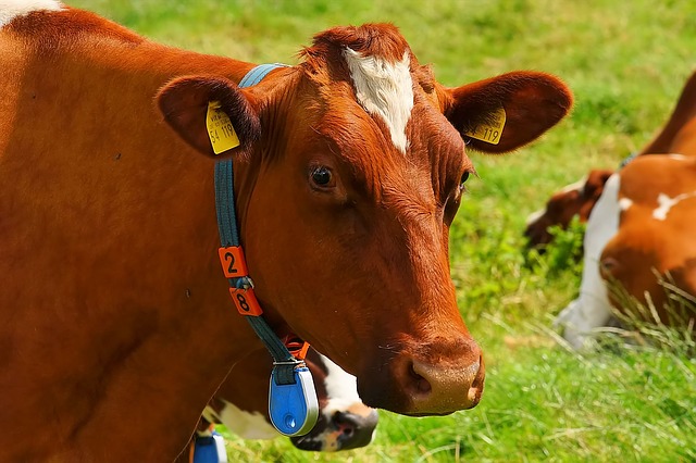 Fitbit For Cows