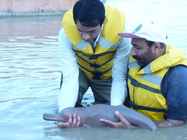 Indus River dolphin