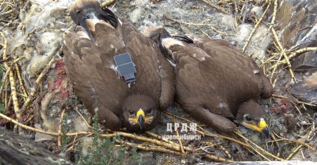 Migrating eagles racked up a huge cellular bill